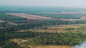 Deforestation in northern Matto Grosso