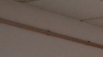 Cónsul Marcela Celorio conversa con los miembros de COFEM. (Suministrada)