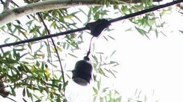 Tulsi Gabbard se presenta en Venice el pasado domingo. (TW-Gabbard)