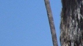 Inmigrantes de Guatemala posan en el tradicional cometa desplegado durante el Festival Chapín en LA. (EFE)