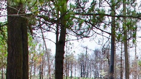 Enrique García, abogado defensor del bosque conocido como El Ajusco, en la Ciudad de México.