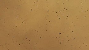 Incendio Amazonas Brazil Brasil