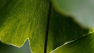 ginkgo biloba