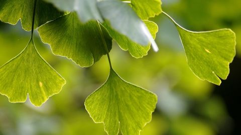 ginkgo biloba