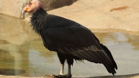 Condor de California, especie protegida.