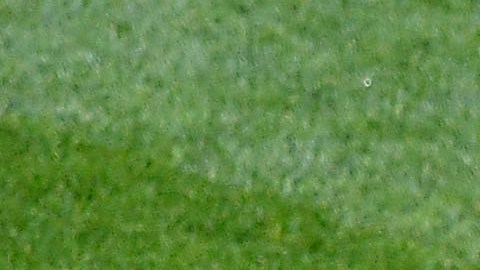 Paco Memo se convertirá en el futbolista mejor pagado de la Liga MX.