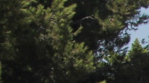 Miembros del equipo de bomberos que ha servido a la comunidad angelina por los últimos 20 años.  (Jorge Macías)