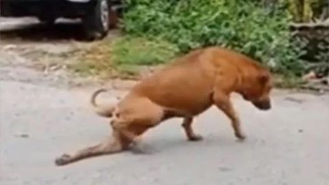 Perro finge estar herido para que le den comida.