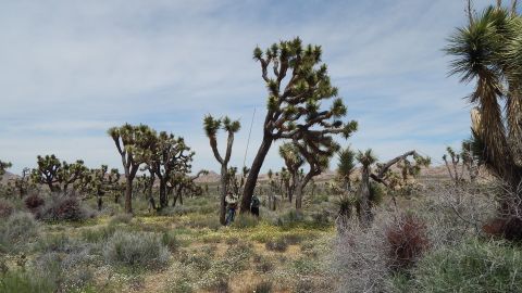 Parque Nacional Joshua Tree