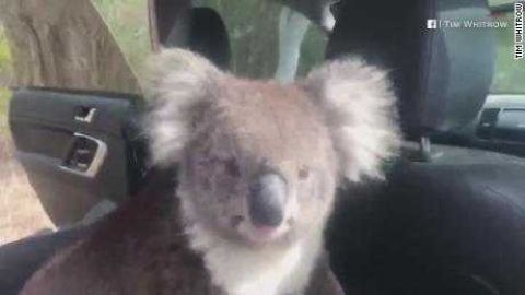 Un koala disfrutando del ac.