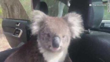 Un koala disfrutando del ac.