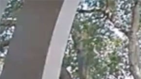 El hombre se montó en la bicicleta para niños y se la llevó sin mostrar gran preocupación.