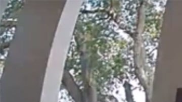 El hombre se montó en la bicicleta para niños y se la llevó sin mostrar gran preocupación.