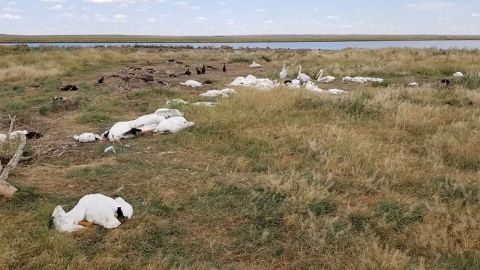 Aves heridas y muertas por tormenta de granizo.