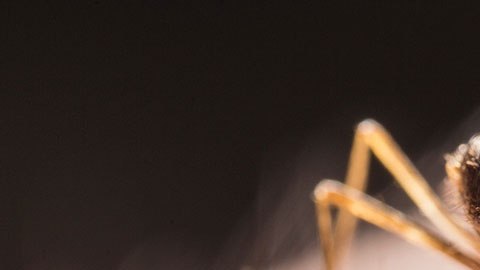 picadura de mosquito