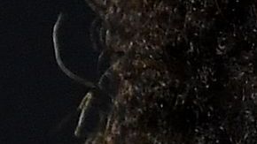 Por una o por otra razón, el brasileño Neymar está en boca de todos.