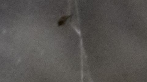 Tarántula.