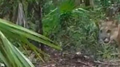 Las panteras sufren para caminar.