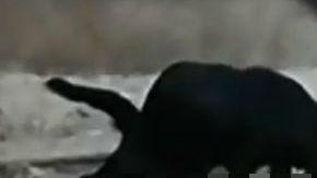 Ante la falta de alimento, los perros comían a otros canes,