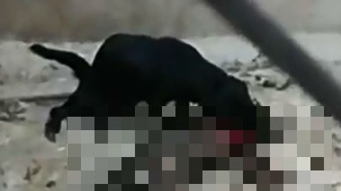 Ante la falta de alimento, los perros comían a otros canes,