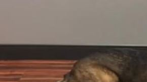 El K9 Kai, durante una parada de tráfico alertó a las autoridades sobre la presencia de drogas, una pistola y dinero en efectivo.