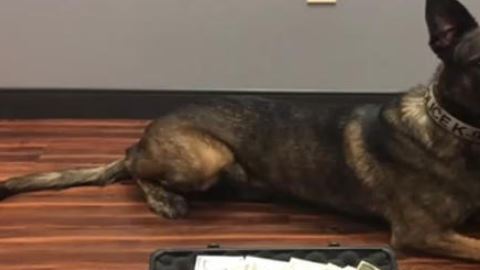 El K9 Kai, durante una parada de tráfico alertó a las autoridades sobre la presencia de drogas, una pistola y dinero en efectivo.