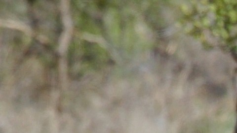 Los rinocerontes se identifican por sus hocicos con cuernos.