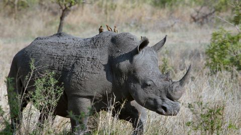 Los rinocerontes se identifican por sus hocicos con cuernos.