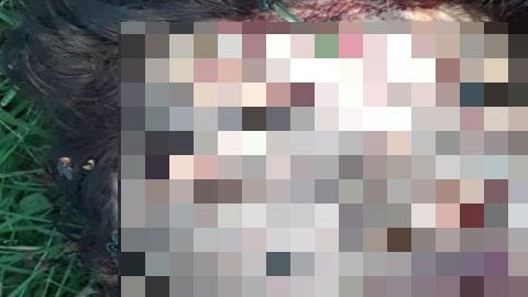 Sapos mujer Culiacán, Cártel de Sinaloa