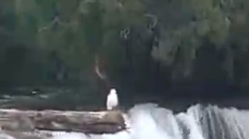 Los osos se refrescan en Brooks Falls , en el Parque Nacional Katmai, en Alaska.