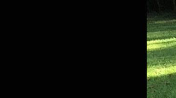 La serpiente que mató la abuela