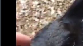 ¿Podrías decir de qué animal se trata?