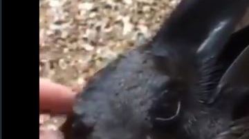 ¿Podrías decir de qué animal se trata?