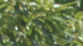 El supuesto delito sucedió en Crown Heights