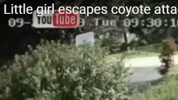 Una niña en Illinois tuvo la suerte de escapar de un ataque de coyote en su  patio.