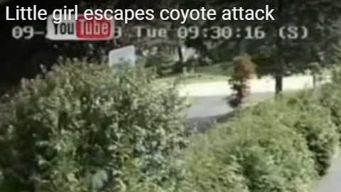 Una niña en Illinois tuvo la suerte de escapar de un ataque de coyote en su  patio.
