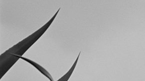 Frida Kahlo, sentada junto a un agave.