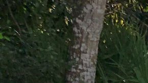 Porsche 911S  de 1973