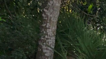 Porsche 911S  de 1973