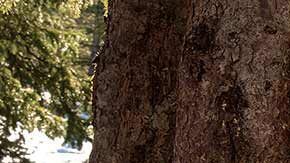 La Jeep Wrangler es todo en uno: todo terreno, SUV y un auto con muchos lujos