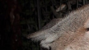 P-65 es una sobreviviente del incendio Woolsey que asoló las Montañas de Santa Monica.