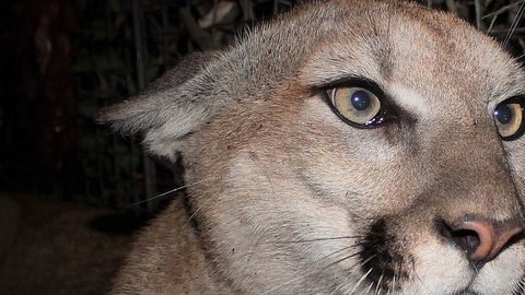 P-65 es una sobreviviente del incendio Woolsey que asoló las Montañas de Santa Monica.