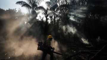 Una brigada forestal del Ibama formada por indígenas de la etnia Tenhari, participan en la extinción de un incendio, en la reserva indígena de su etnia, situada en el sur del estado de Amazonas (EFE)