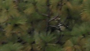 Peritos forenses en una fosa clandestina en Zapopán, Jalisco.