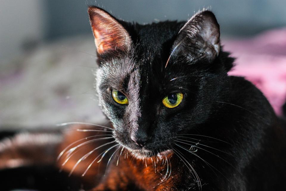 voz flaco Volver a disparar La “macabra” razón por la que aumenta la desaparición de gatos negros en  Octubre, mes de Halloween - La Opinión