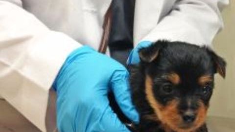 Los veterinarios se enfrentan a variables que pocos conocen