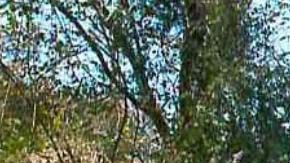 La finca ubica en el pueblo El Agostadero, en el municipio de Pihuamo.