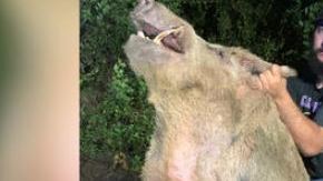 Lone Star Trapping, explicó que el animal de 411 libras fue capturado cerca del campo de golf Gateway Hills.