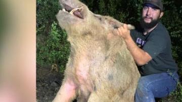 Lone Star Trapping, explicó que el animal de 411 libras fue capturado cerca del campo de golf Gateway Hills.