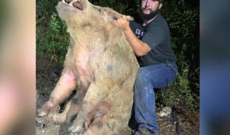 Lone Star Trapping, explicó que el animal de 411 libras fue capturado cerca del campo de golf Gateway Hills.